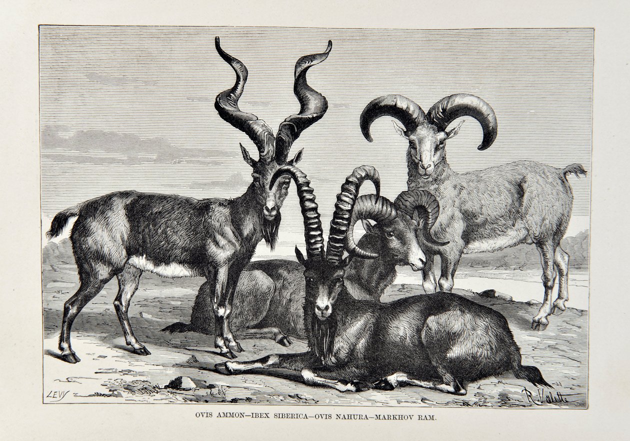 Ovis Ammon - Ibex Siberica - Ovis Nabura - Markhov Ram, illustrasjon fra The Universal Geography, the Earth and its inhabitants av Elisee Reclus, utgitt 1878 av English School