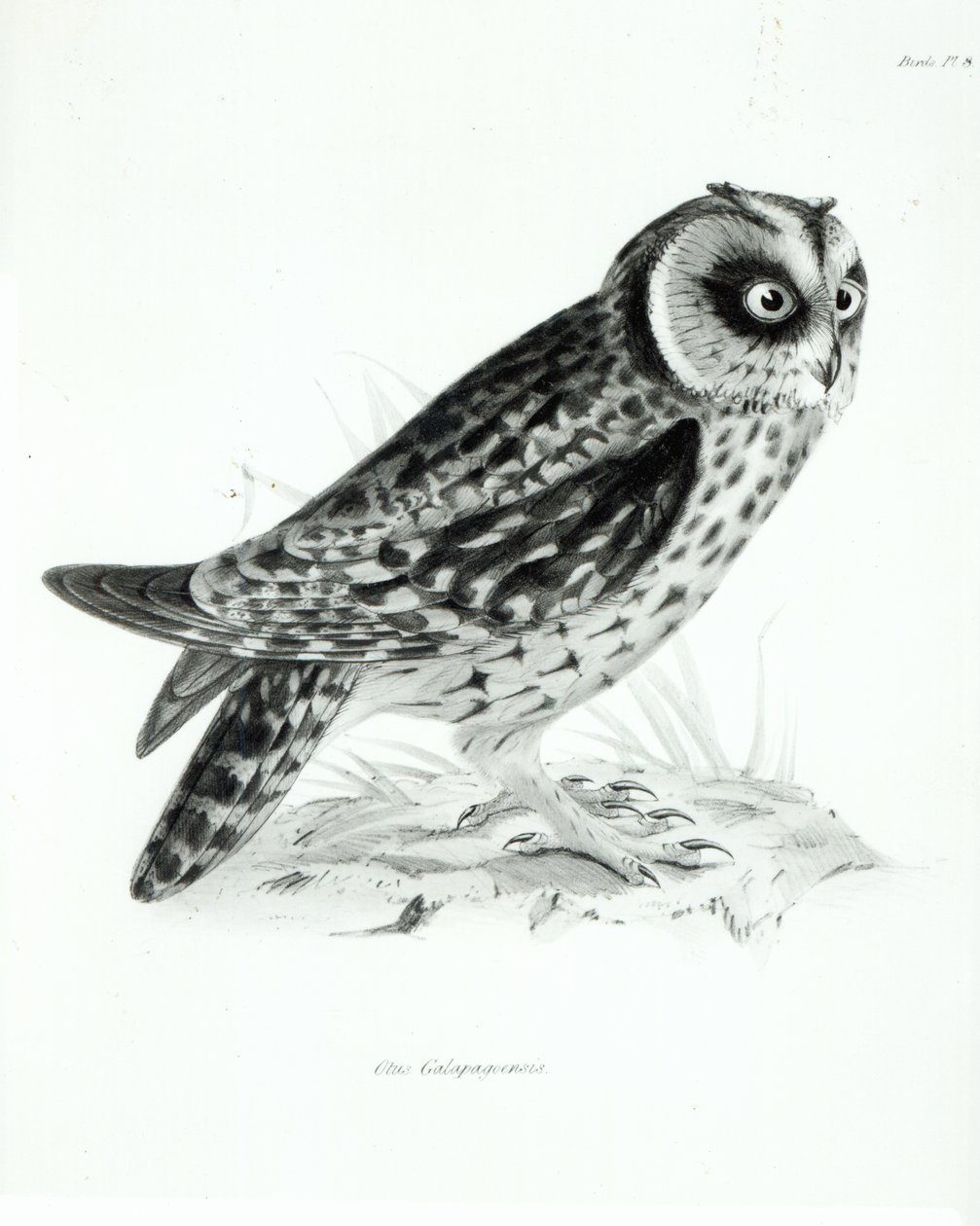Ugle, plate 3 fra 