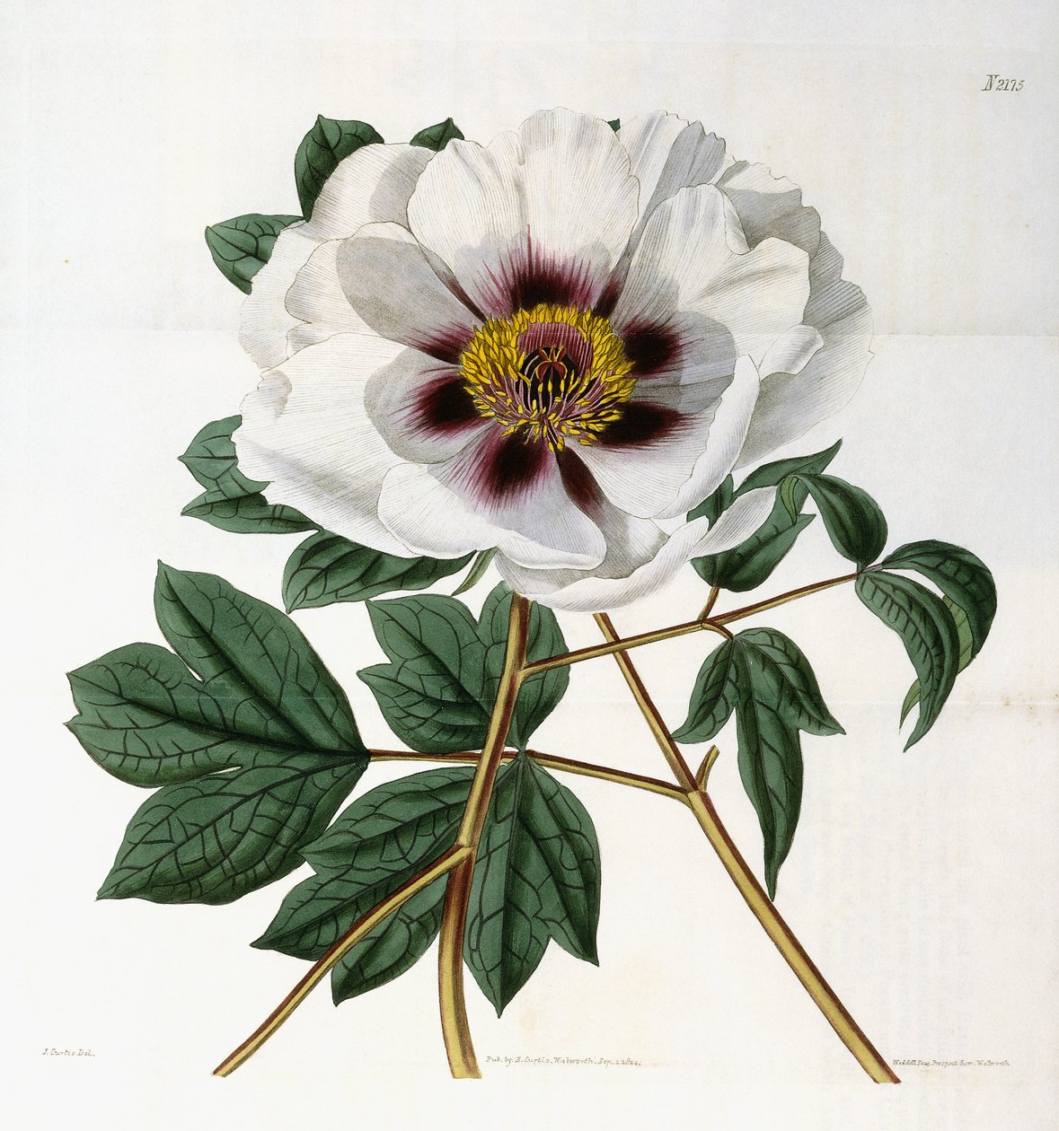 Paeonia suffruticosa Andr. var. valmuer, 1788-1896 av English School