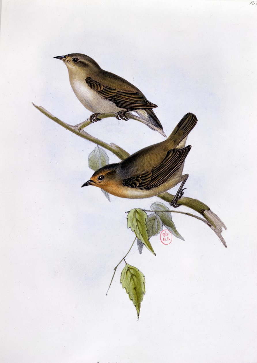 Par Certhidea Olivacea, illustrasjon fra The Zoology of the Voyage of H.M.S. Beagle, 1832-36, av Charles Darwin (1809-92), 1840 av English School