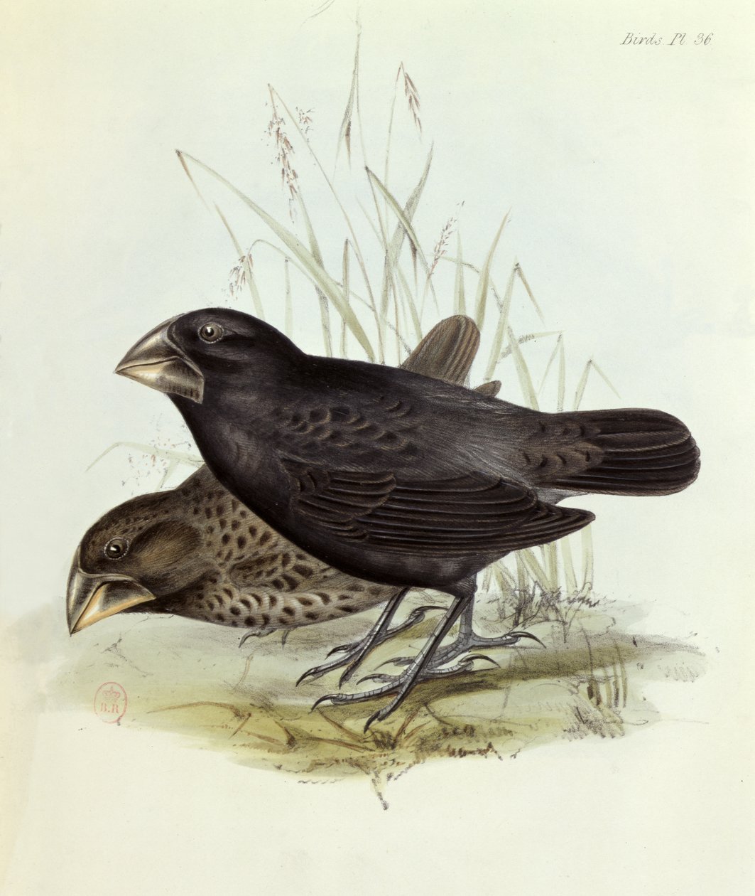 Par Geospiza Magnirostris, fra The Zoology of the Voyage of H.M.S. Beagle 1832-36 av Charles Darwin (1809-92), 1840 London av English School