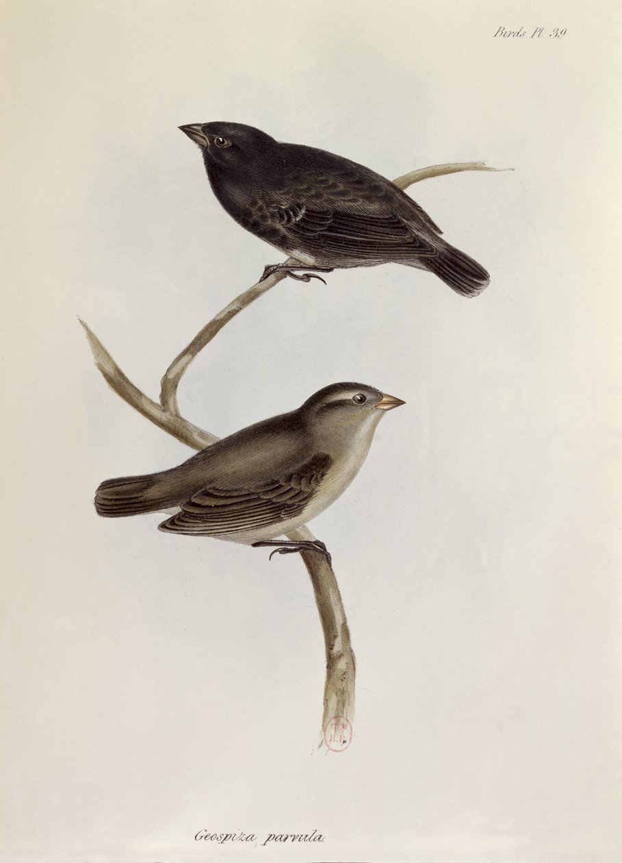 Par Geospiza Parvula, illustrasjon fra Zoology of the Voyage of H.M.S. Beagle, 1832-36, av Charles Darwin (1809-92), 1840 av English School