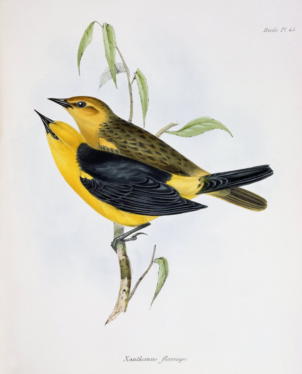 Et par Xanthornus Flaviceps, illustrasjon fra Zoology of the Voyage of H.M.S. Beagle, 1832-36, av Charles Darwin (1809-92), 1840 av English School