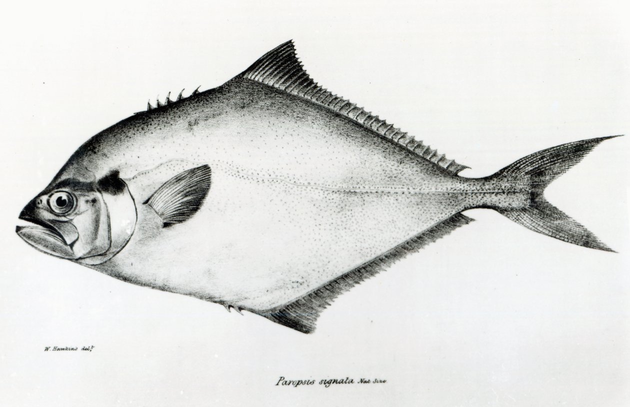 Paropsis Signata, plate 13 fra 'The Zoology of the Voyage of HMS Beagle, 1832-36' av Charles Darwin av English School