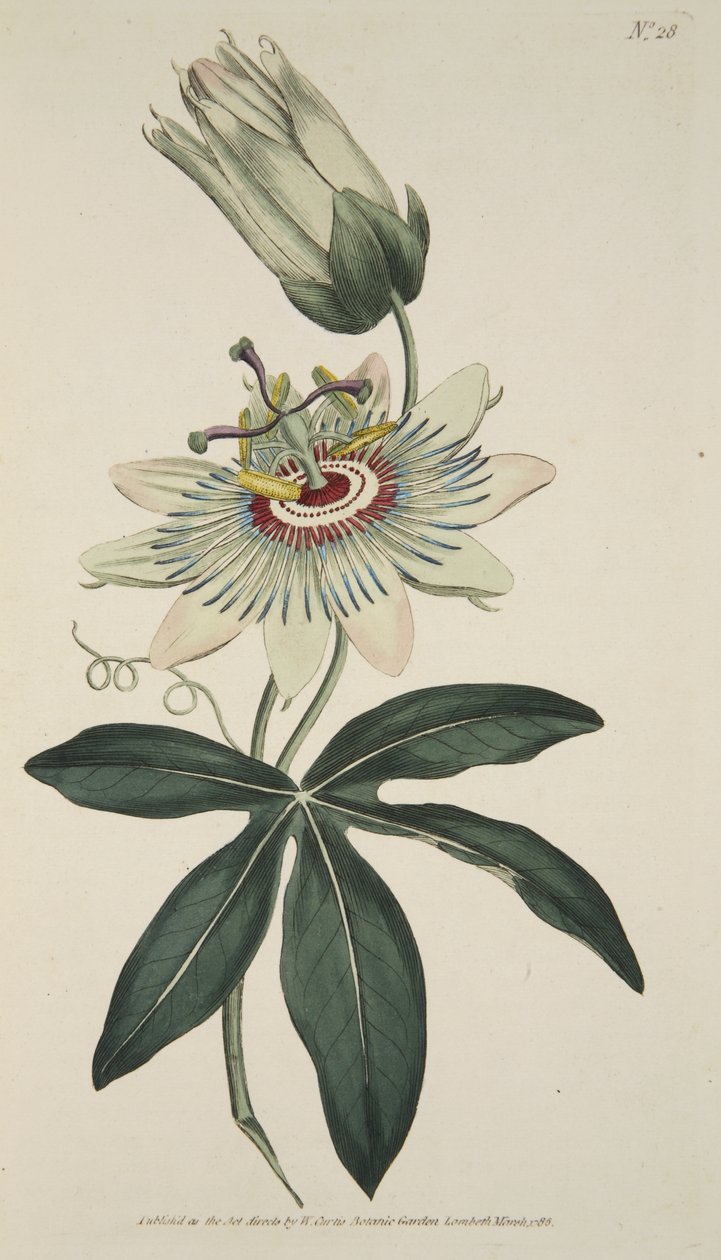 Passiflora Caerulea (Common Passion Flower), fra The Botanical Magazine eller Flower Garden Displayed, pub. 1786 (håndfarget gravering) av English School