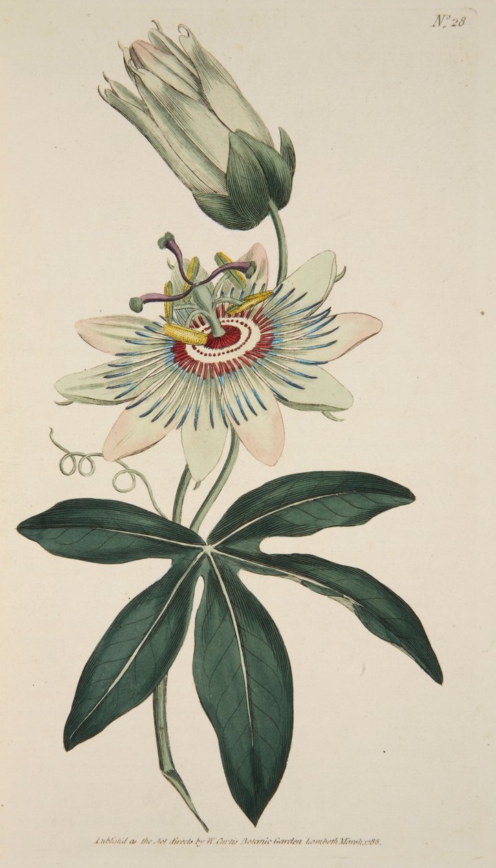 Passiflora Coerulea Common Passion Flower, pub. 1786 håndfarget gravering. av English School