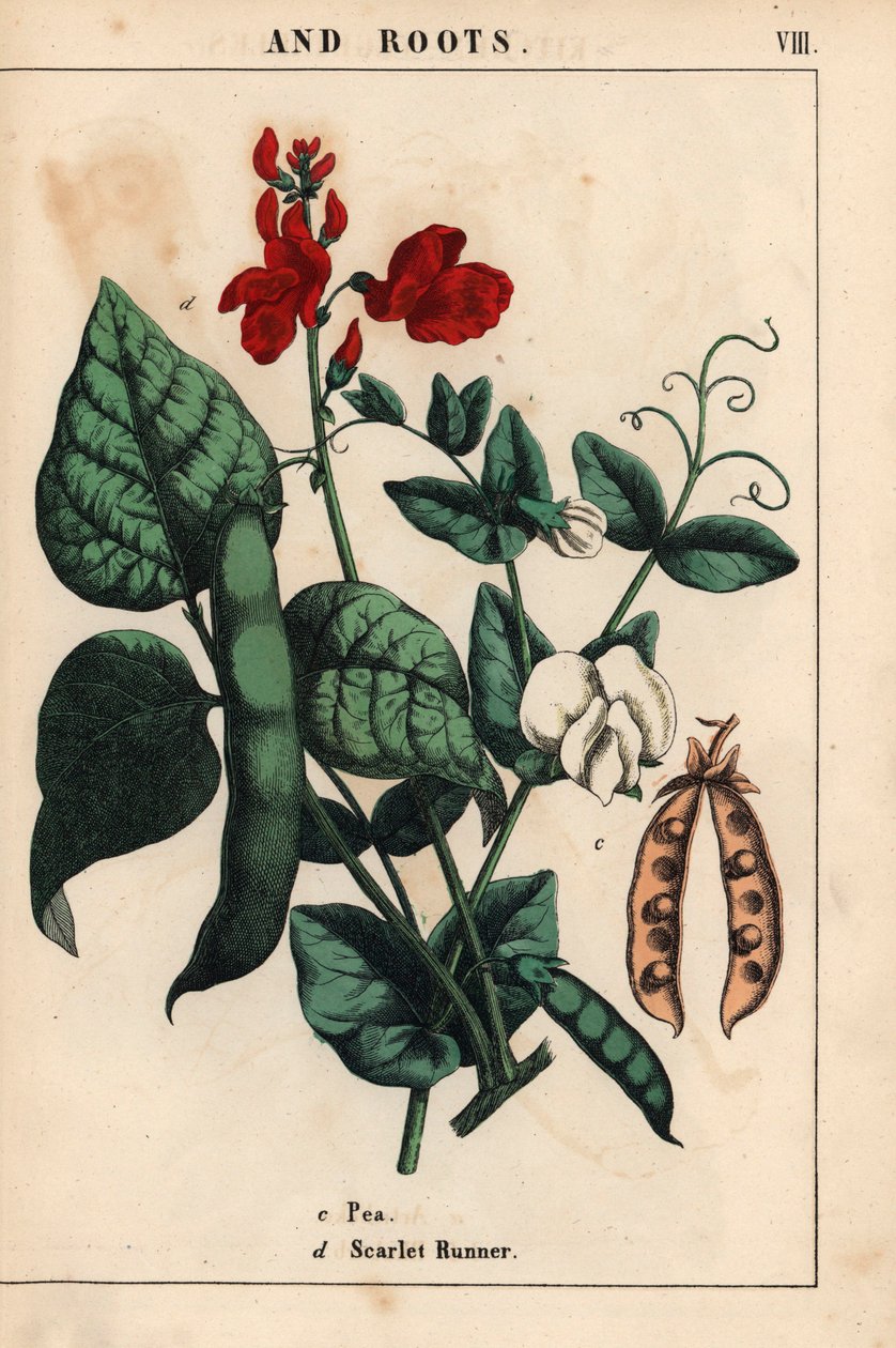 Erter og løpebønner, med skarlagenrøde og hvite blomster. , fra "The Instructive Picturebook, or Lessons from the Vegetable World," [Charlotte Mary Yonge], Edinburgh av English School