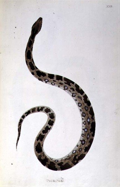 Pedda Poda Snake fra 