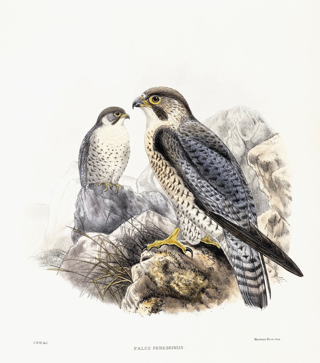 Vandrefalk - Falco Peregrinus, 1894-1899 av English School