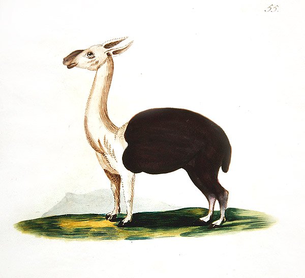 Peruansk guanaco, ca. 1810 (akvarell på papir) av English School