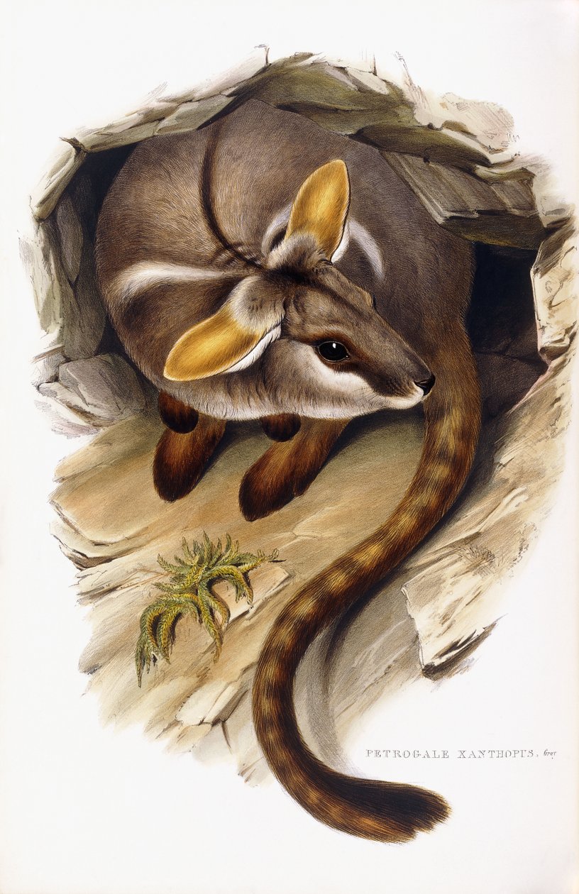 Petrogale Xanthopus av English School