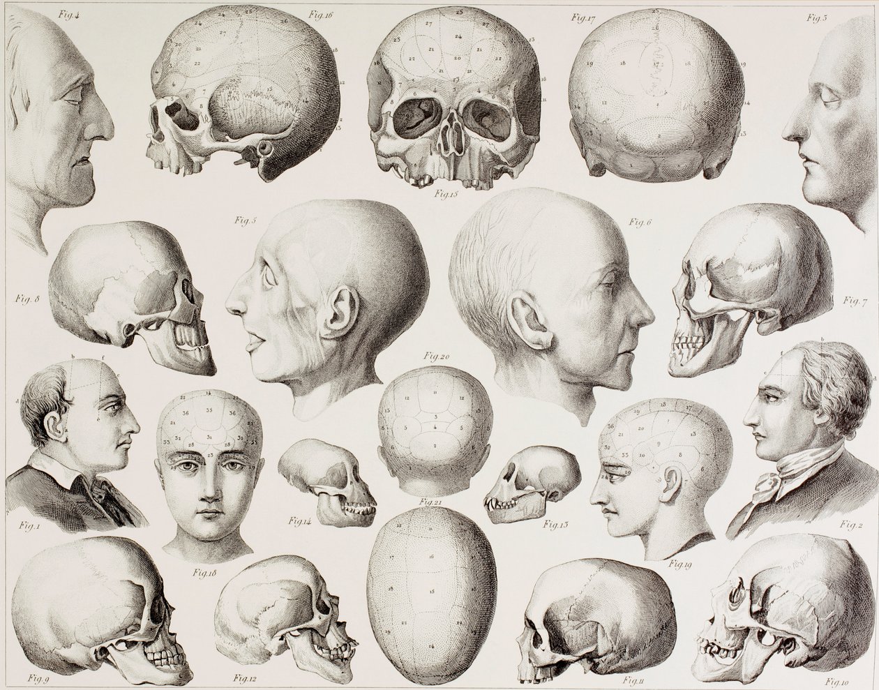 Frenologisk illustrasjon som viser hjernens psykologiske relasjoner, fra et trykk fra 1800-tallet av English School