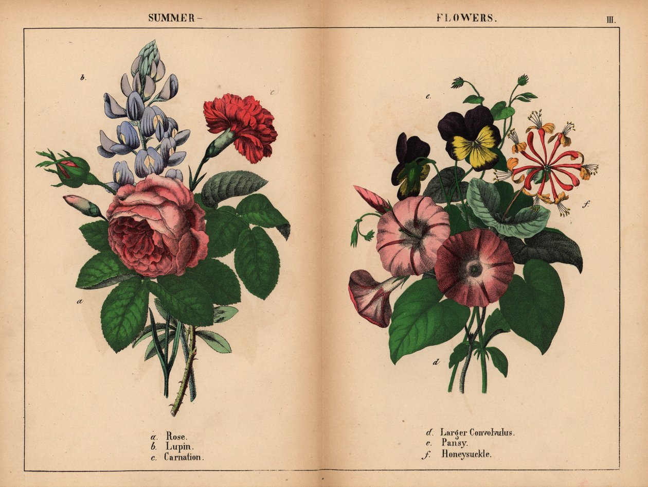 Rosa kålrose, blå lupin, skarlagensrød nellike, lilla større konvolvulus, lilla og gul stemorsblomst, og rosa og oransje kaprifol. , fra "The Instructive Picturebook, or Lessons from the Vegetable World," [Charlotte Mary Yonge], Edinburgh av English School