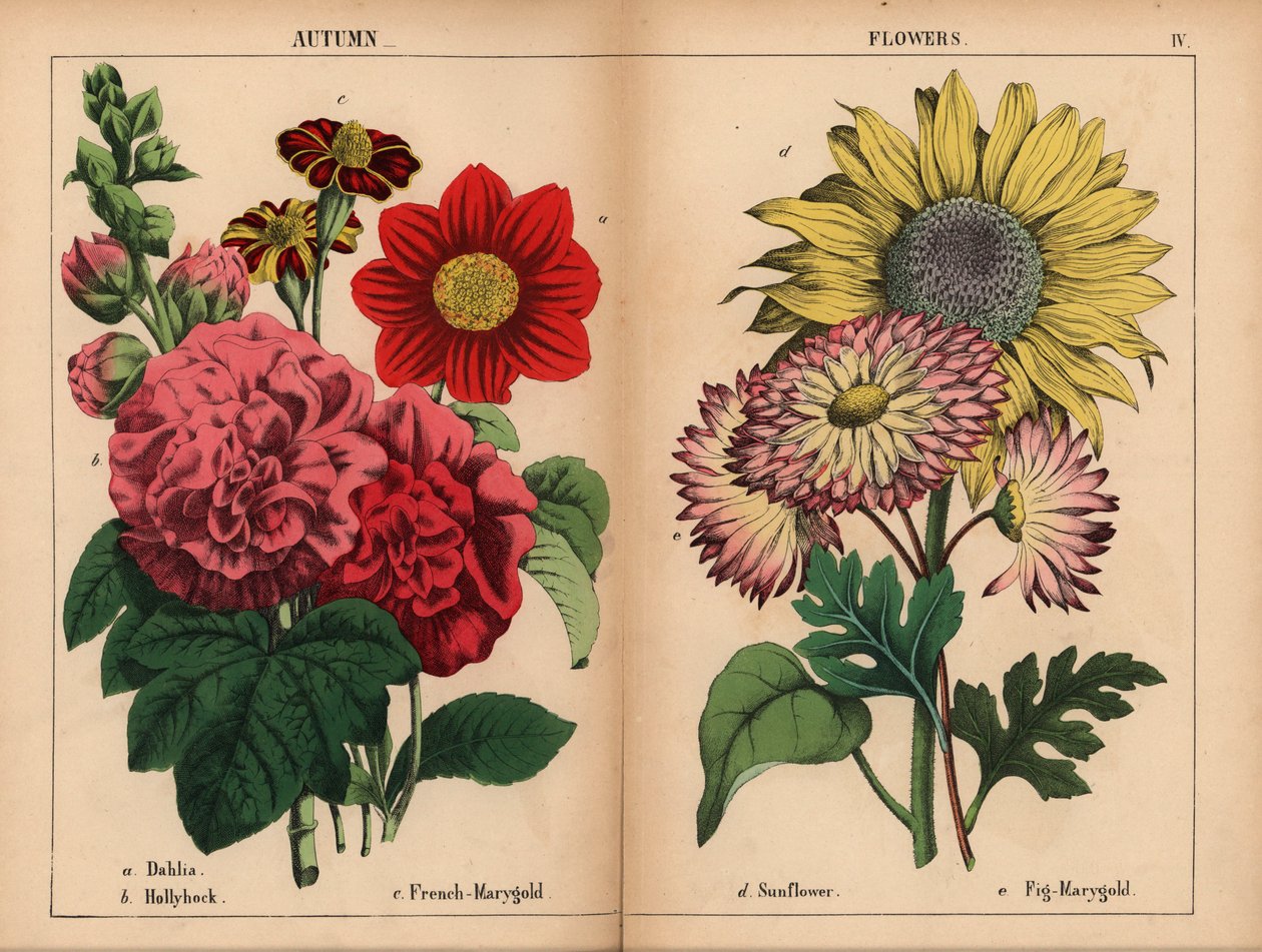 Rosa dahlia, crimson og gul fransk marygold, skarlagen stokkrose, gul solsikke, rosa og sitrongul fiken-marygold, fra "The Instructive Picturebook, or Lessons from the Vegetable World," [Charlotte Mary Yonge], Edinburgh av English School