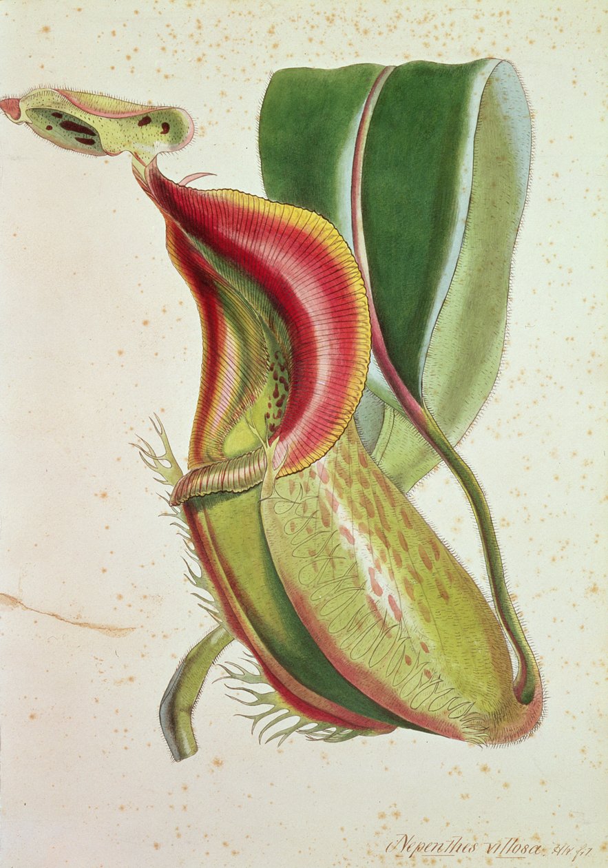 Muggeplante: Nepenthes villosa (insektspising), signert H.K (fargelitografi) av English School