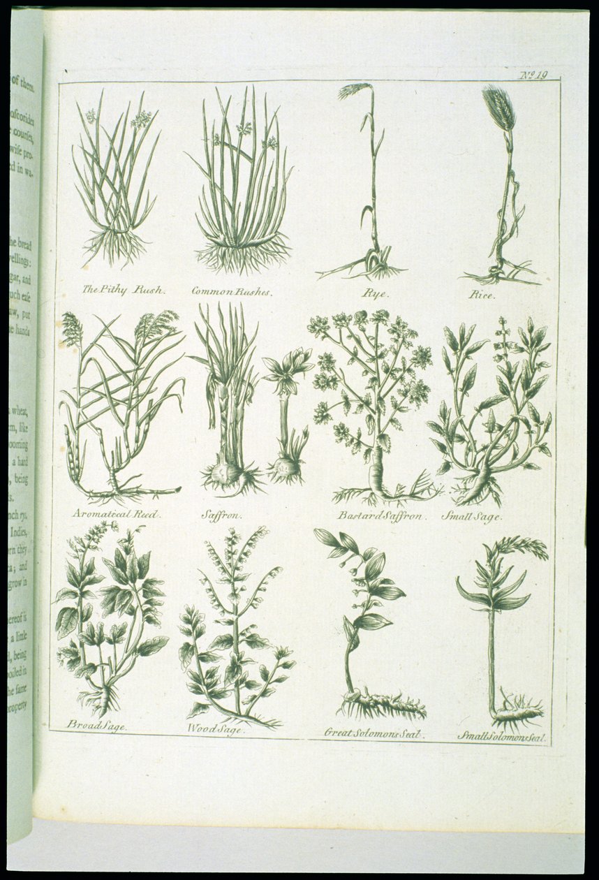 Plants from Culpepers English Physician and Complete Herbal, utgitt 1790 av English School