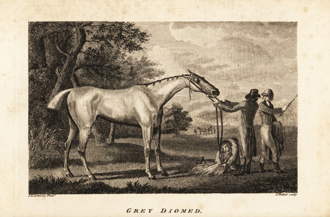 Portrett av veddeløpshesten Grey Diomed med jockey og brudgom av English School