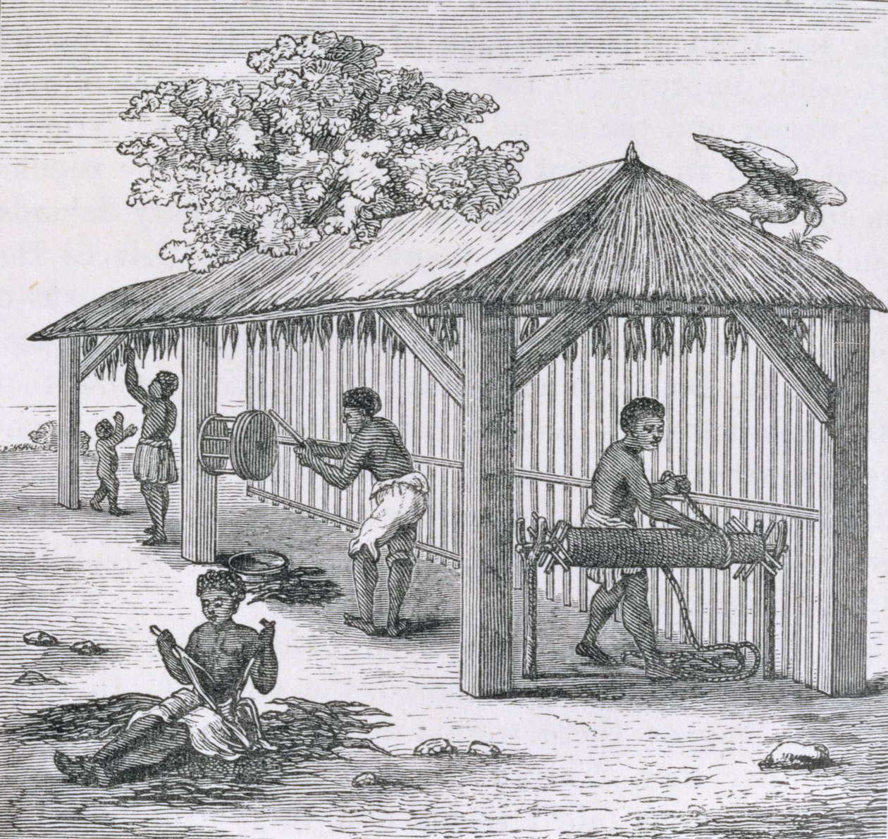 Preparing Tobacco, fra "Santo Domingo Past and Present" av Samuel Hazard, pub. 1873 av English School