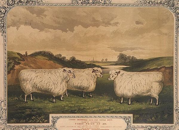 Pris Cotswold-sau, matet med mat krydret med Thorleys krydder, til minne om London Smithfield-klubbens fete storfeshow, gravert av M. Gauci (fl.1810-46) ca. 1840 (litho) av English School