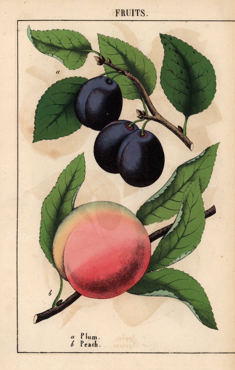 Lilla-svarte plommer og rosa fersken, fra "The Instructive Picturebook, or Lessons from the Vegetable World," [Charlotte Mary Yonge], Edinburgh av English School