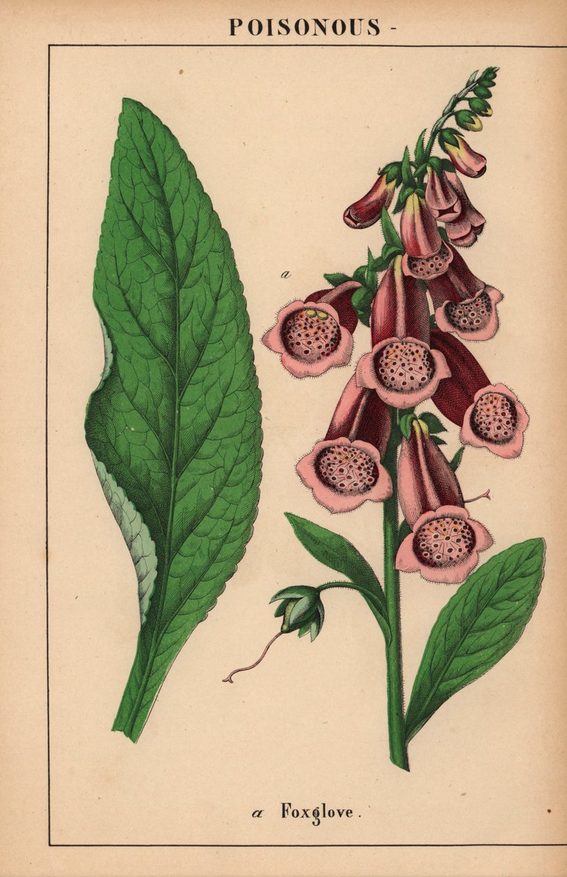 Lilla revehanske  , fra "The Instructive Picturebook, or Lessons from the Vegetable World," [Charlotte Mary Yonge], Edinburgh av English School
