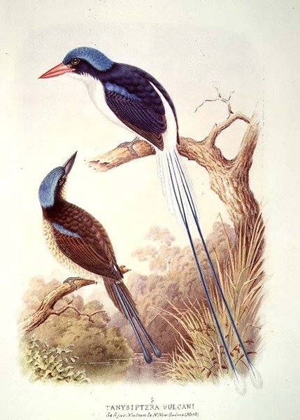 Racquet-tailed Kingfisher, fol. 12 Vol III, fra 
