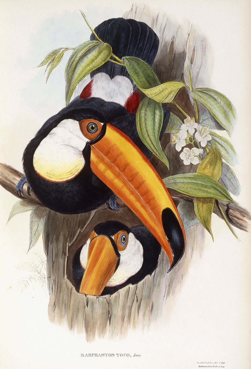 Ramphastos Toco av English School