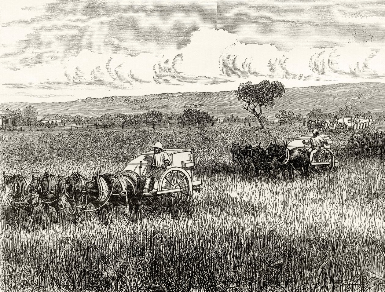 Reaping in South Adelaide, ca. 1880, fra 