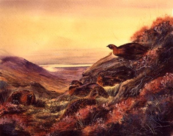 Red Grouse in Moorland, ca. 1890 (akvarell på papir) av English School