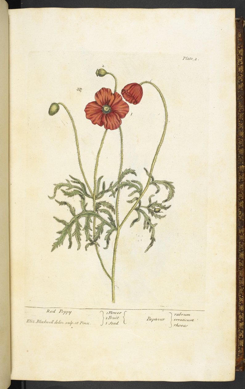 Red Poppy, plate 2 fra 