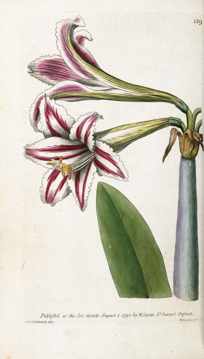 Rød- og hvitstripet lilje, 1799-1810 av English School