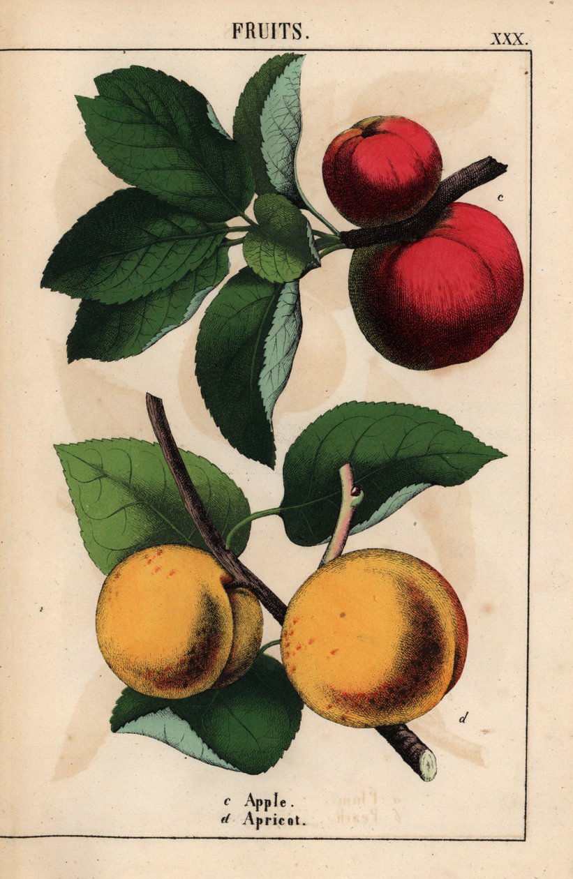 Røde epler og aprikoser   , fra "The Instructive Picturebook, or Lessons from the Vegetable World," [Charlotte Mary Yonge], Edinburgh av English School
