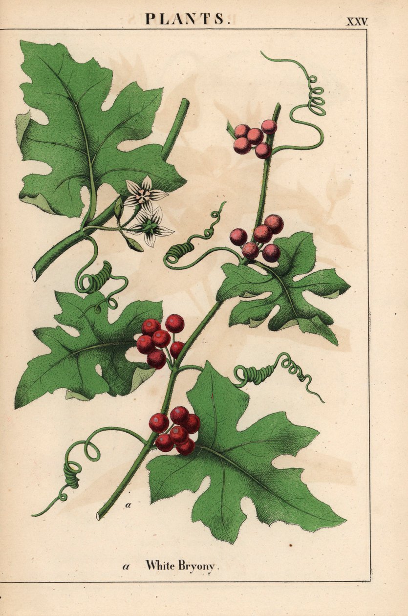Rød bryony med røde bær. Bryonia dioica   , fra "The Instructive Picturebook, or Lessons from the Vegetable World," [Charlotte Mary Yonge], Edinburgh av English School