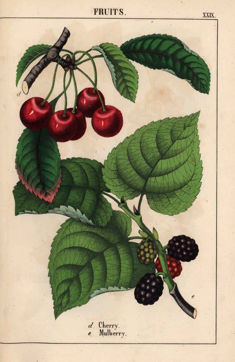 Røde kirsebær og morbærfrukt   , fra "The Instructive Picturebook, or Lessons from the Vegetable World," [Charlotte Mary Yonge], Edinburgh av English School