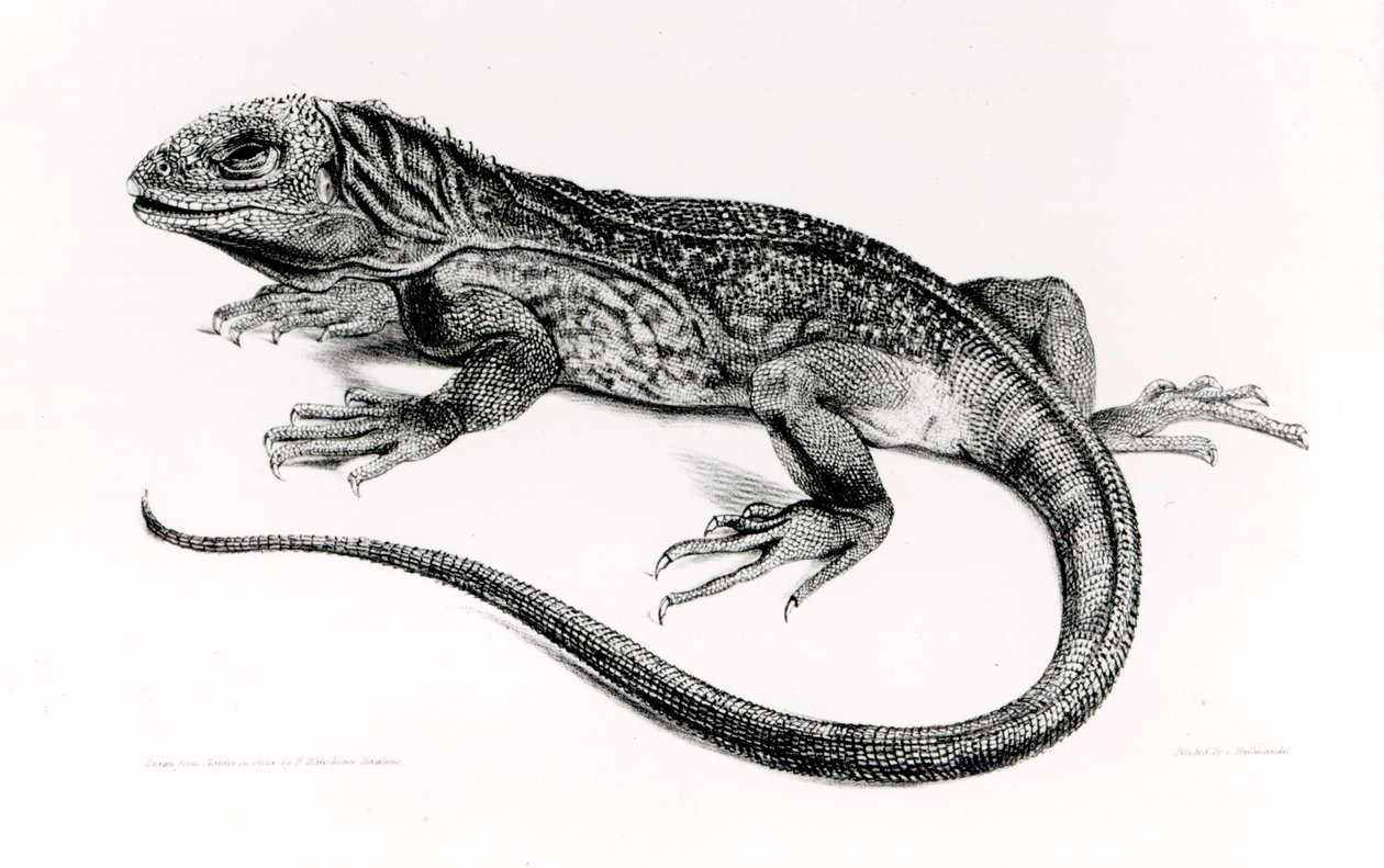 Reptil, illustrasjon fra 