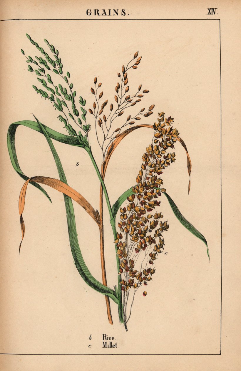 Ris og hirse  , fra "The Instructive Picturebook, or Lessons from the Vegetable World," [Charlotte Mary Yonge], Edinburgh av English School