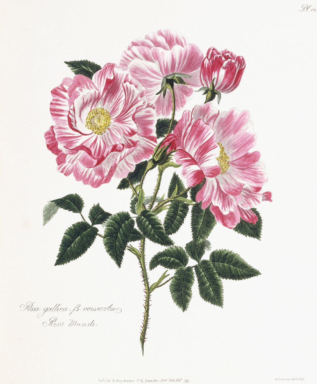Gallisk rose, 1796-1799 av English School