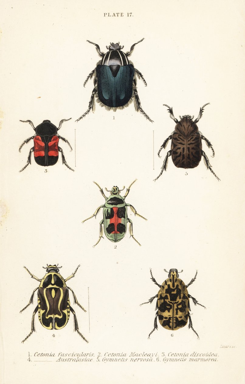 Rosebiller: Cetonia fascicularis 1, Heterorhina macleayi 2, Gametoides subfasciata 3, spelebille, Eupoecila australasiae 4, Gymnetis hieroglyphica 5 og Gymnetis marmorea 6 av English School