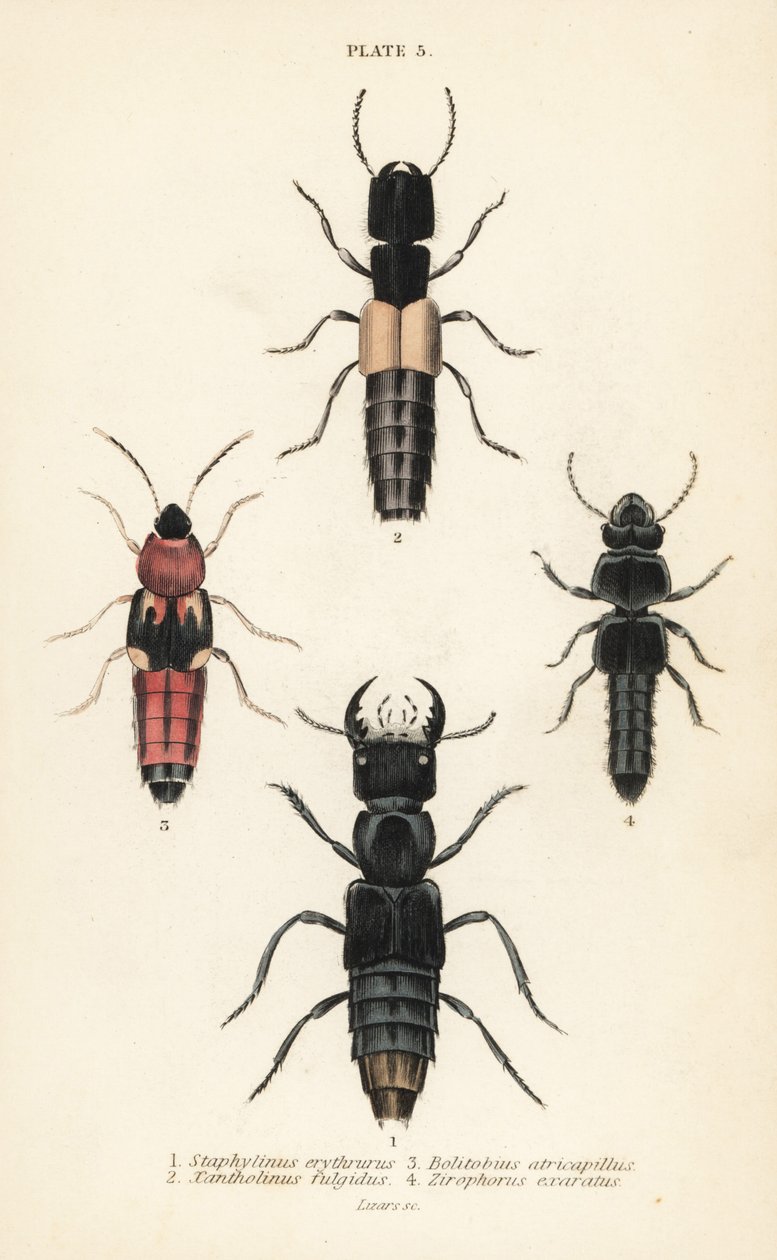 Rove biller: Staphylinus erythrurus 1, Xantholinus fulgidus 2, Bolitobius atricapillus 3, Zirophorus exaratus 4 av English School
