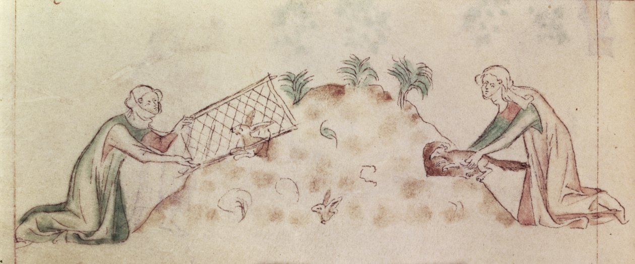 Roy 2 B VII f.155v Kvinner som fanger en kanin med et nett og en ilder, fra 