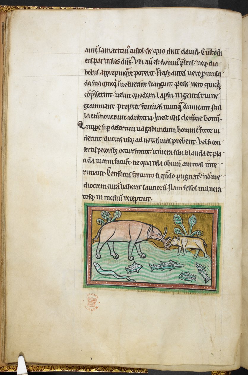 Kongelig 12 F.XIII, f.13v En stor og en liten elefant i en bekk full av fisk.  Bestiary (ff. 3-141), Lapidary (ff. 141v-149)  2. kvartal av 1200-tallet av English School