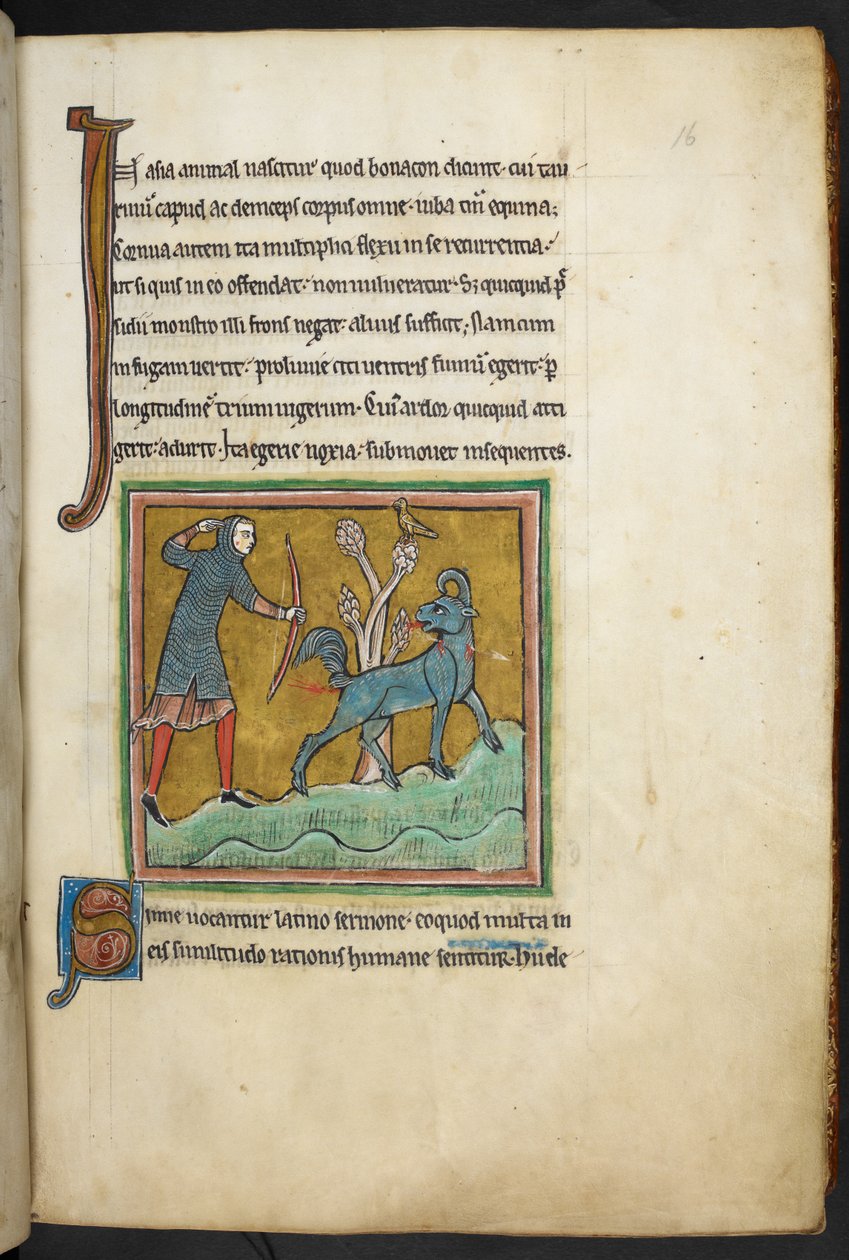 Kongelig 12 F.XIII, f.16   En jeger som skyter en pil mot et dyr.  Bestiary (ff. 3-141), Lapidary (ff. 141v-149)  2. kvartal av 1200-tallet av English School