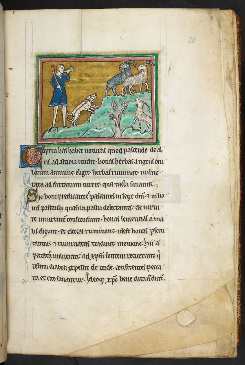 Kongelig 12 F.XIII, f.20 En jeger eller bonde med hunder som forfølger geiter.  Bestiary (ff. 3-141), Lapidary (ff. 141v-149)  2. kvartal av 1200-tallet av English School