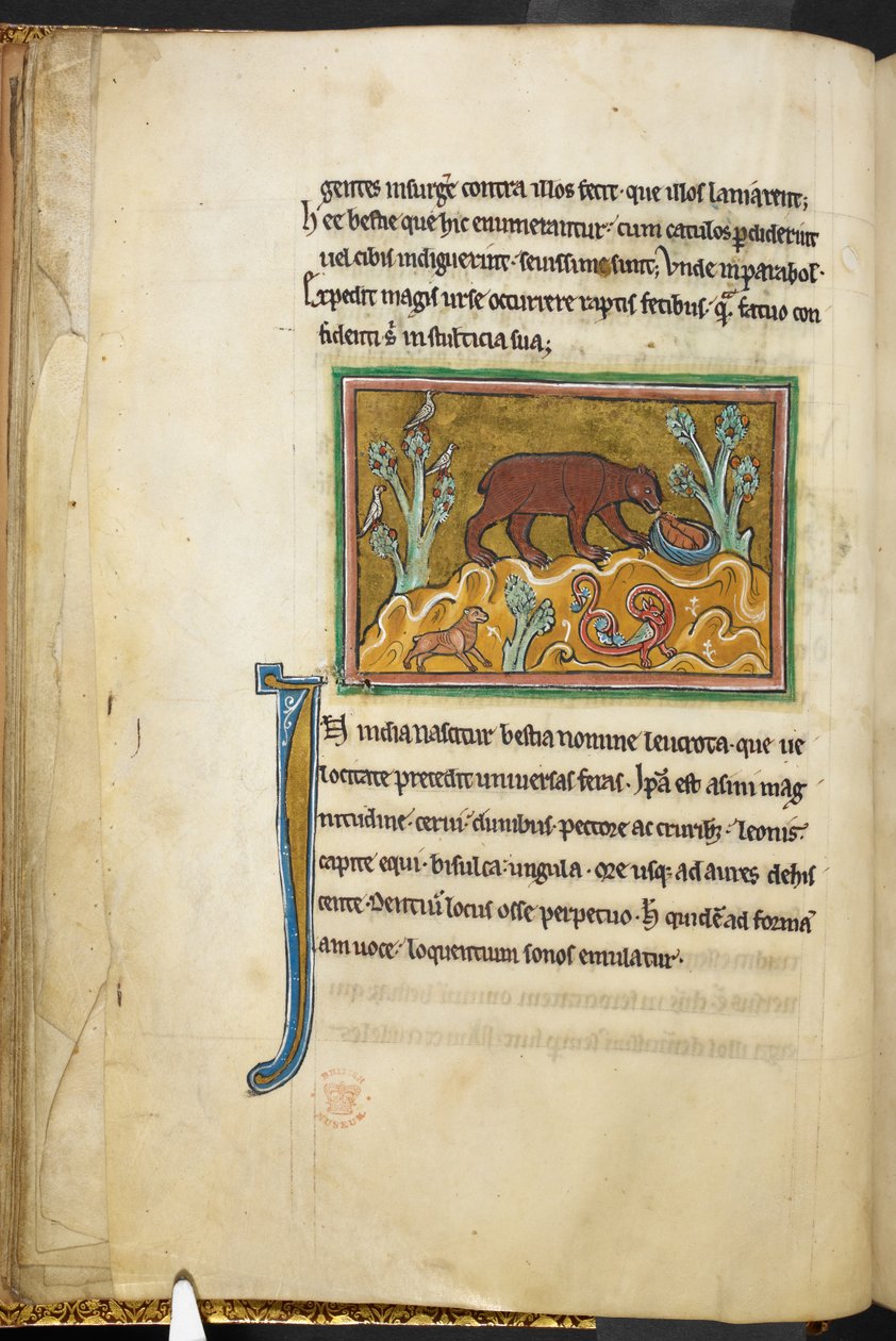 Royal 12 F.XIII, f.22v En bjørn ser på unger.  Bestiary (ff. 3-141), Lapidary (ff. 141v-149)  2. kvartal av 1200-tallet av English School