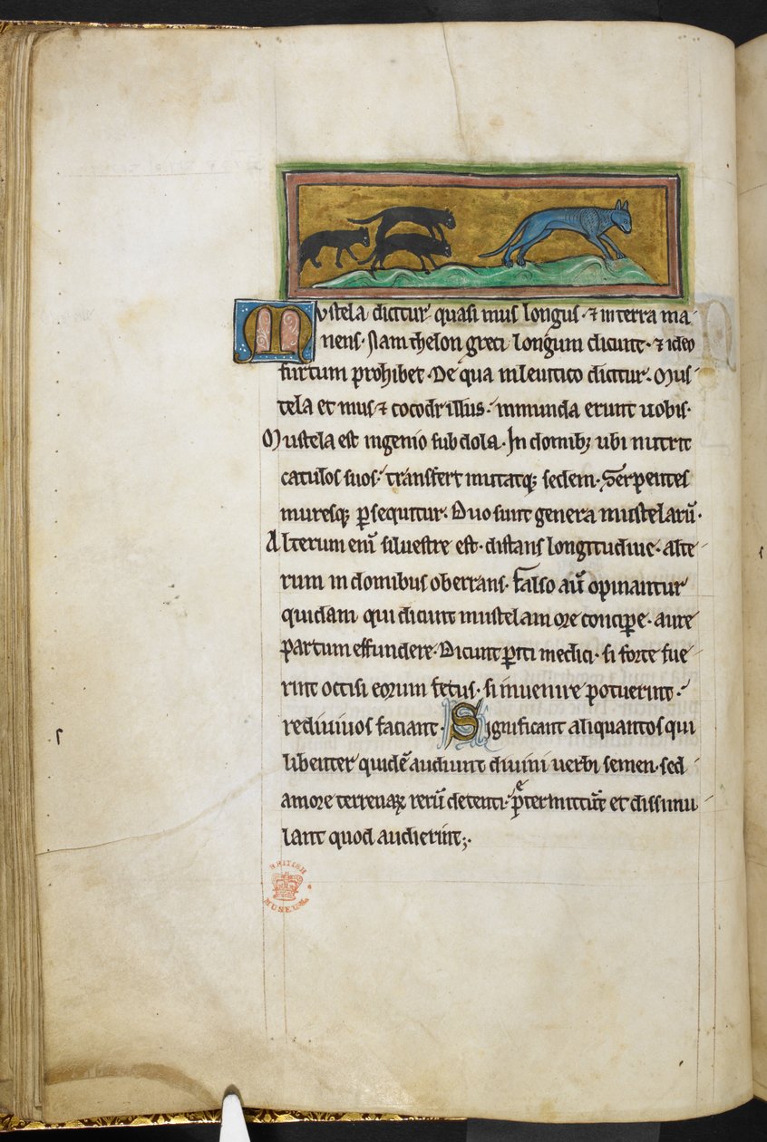 Royal 12 F.XIII, f.43v Mus som jager en katt, fra Bestiary (ff. 3-141), Lapidary (ff. 141v-149) , 2. kvartal av 1200-tallet (vellum) av English School