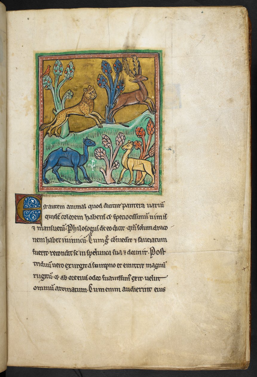 Kongelig 12 F.XIII, f.7   En leopard som jager en hjort, med en kamel og et annet dyr.  fra Bestiary (ff. 3-141), Lapidary (ff. 141v-149)  2. kvartal av 1200-tallet av English School