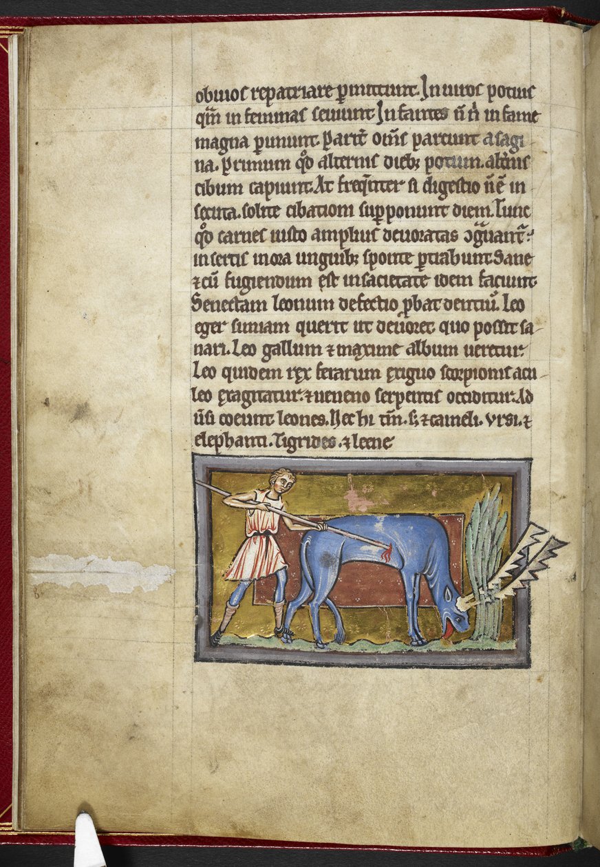 Royal MS 12 C XIX, f.7v Antilope, fra 'Bestiary', c.1200-10 (blekk, farge og gull på vellum) av English School