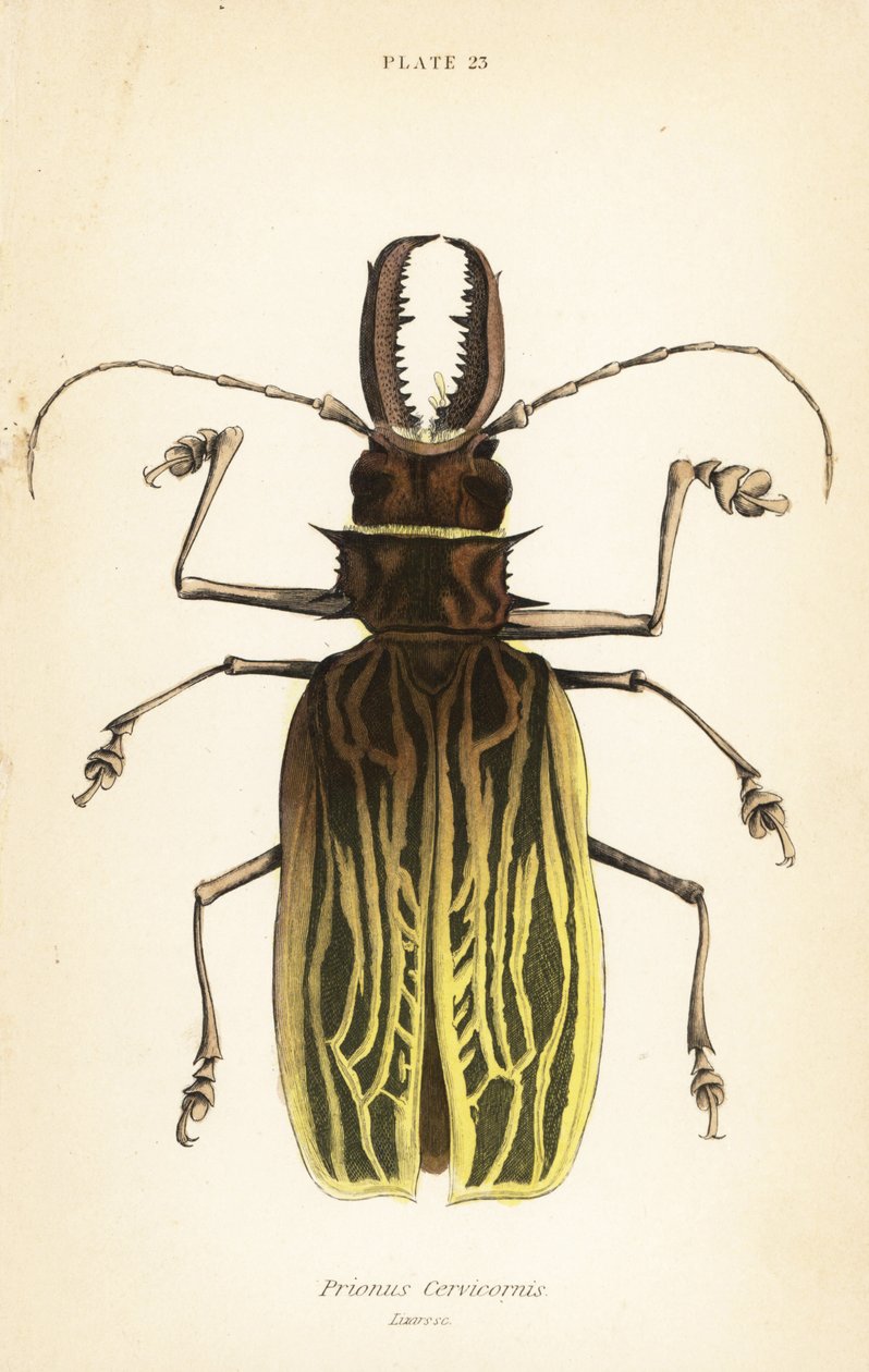 Sabeltannlanghornbille, Macrodontia cervicornis (Prionus cervicornis) av English School