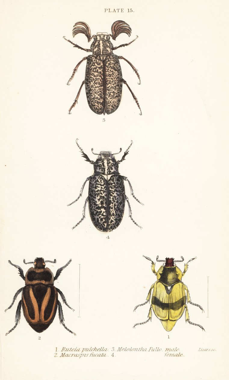 Scarab biller: Pelidnota pulchella subsp av English School