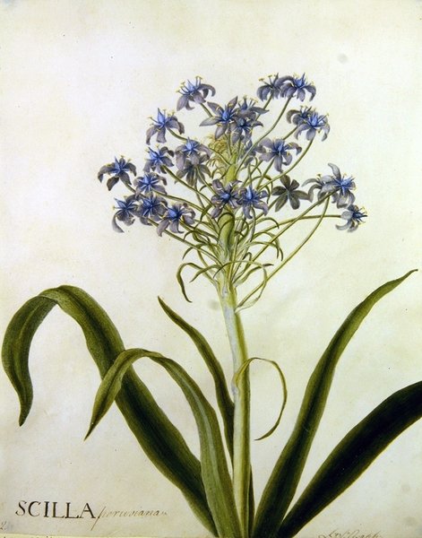 Scilla Peruviana Botanical Study (akvarell på papir) av English School